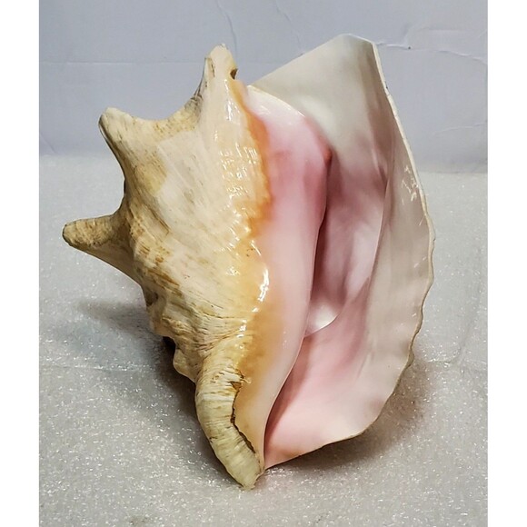 Large Natural Conch Shell 8.5” Pink Horned Seashell Beach Decor Pre-Owned - Picture 12 of 14